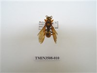 藏品(黑紋長腳蜂)的圖片